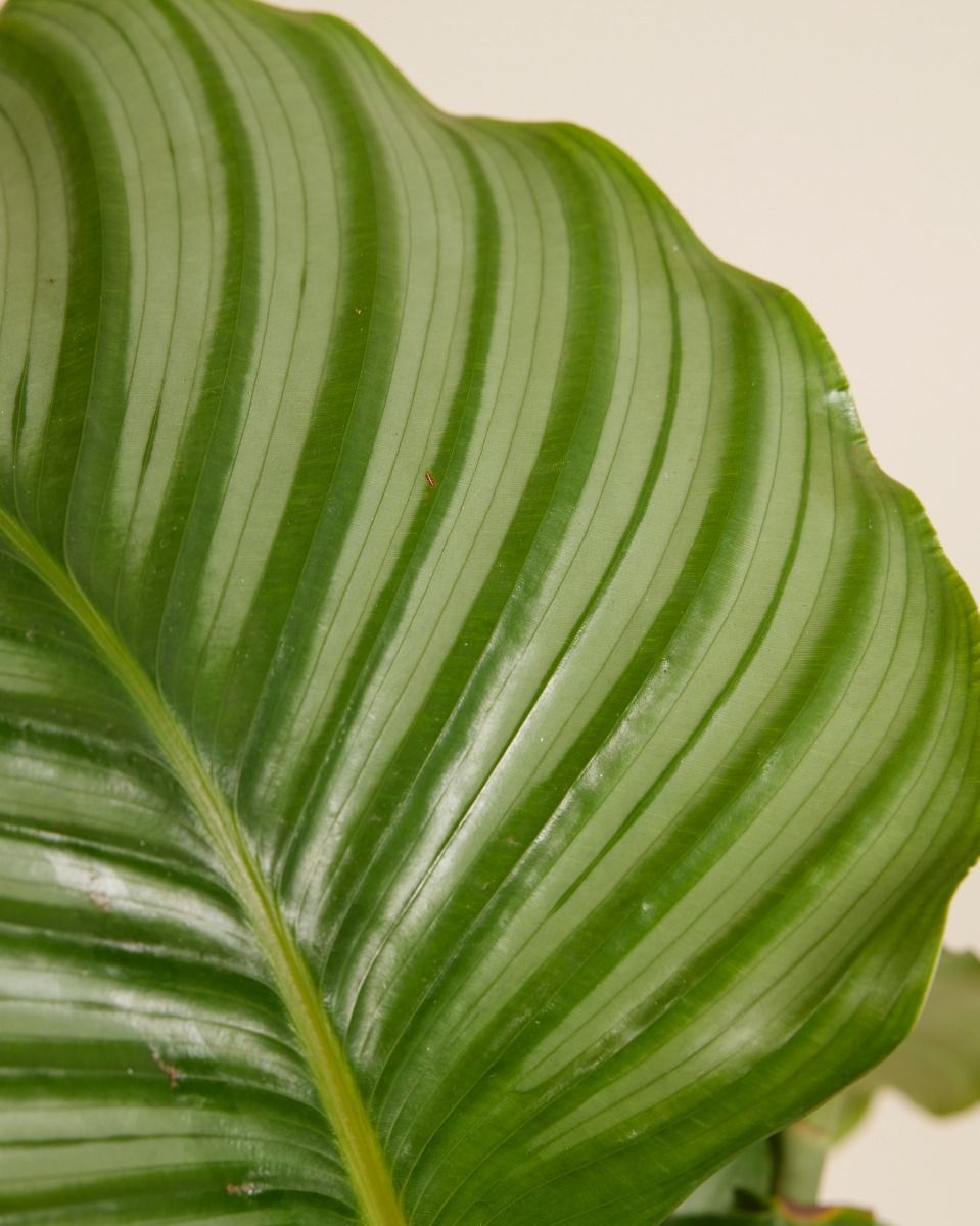 Calathea Pianta che si muove Orbifolia
