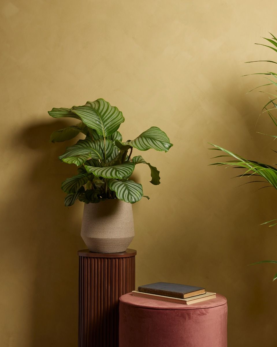 Calathea Pianta che si muove Orbifolia
