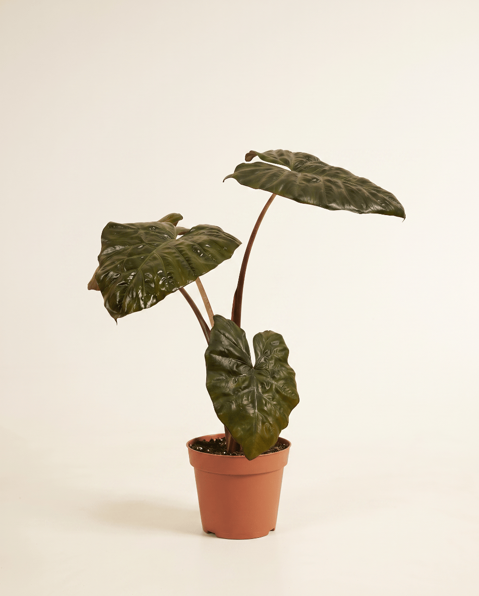 Alocasia Elephant Ears Yucatan Princess