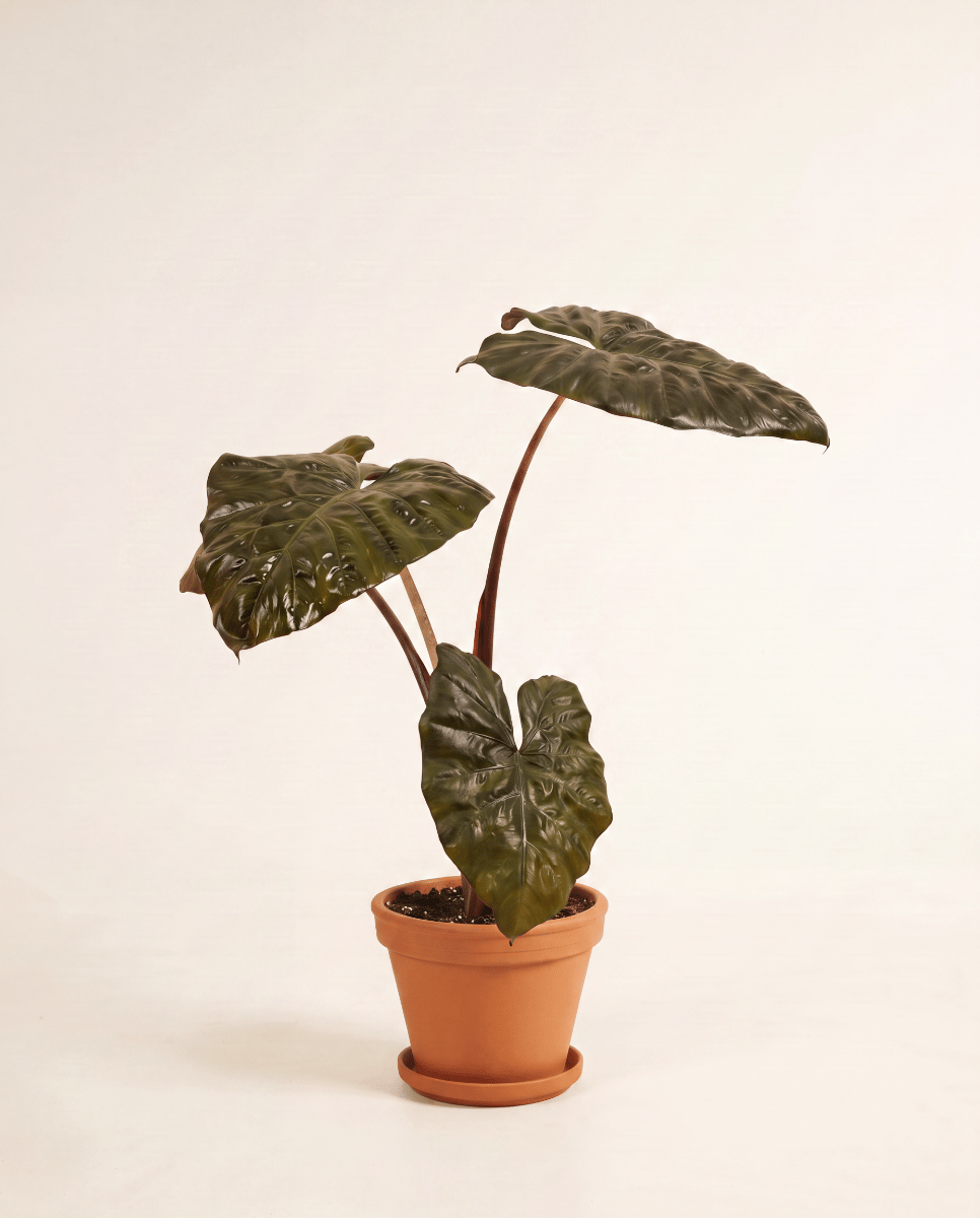 Alocasia Oreille d'éléphant Yucatan Princess