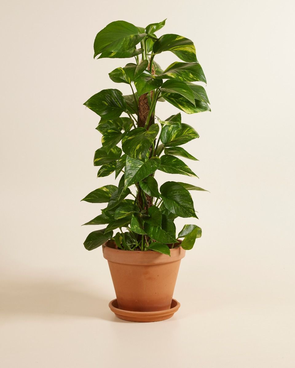 Epipremnum Potos Scindapsus