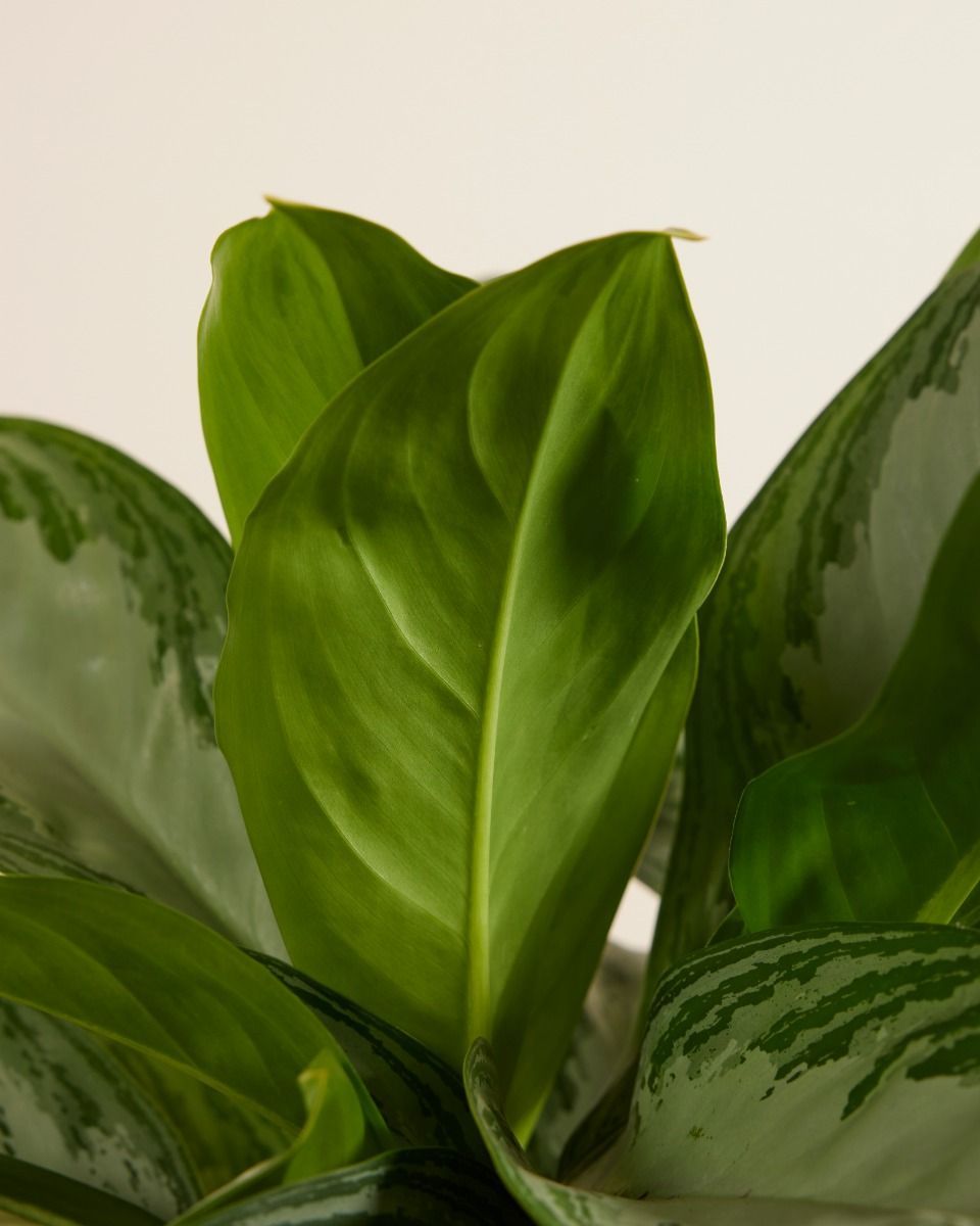 Aglaonema Aglaonème Aglaonème