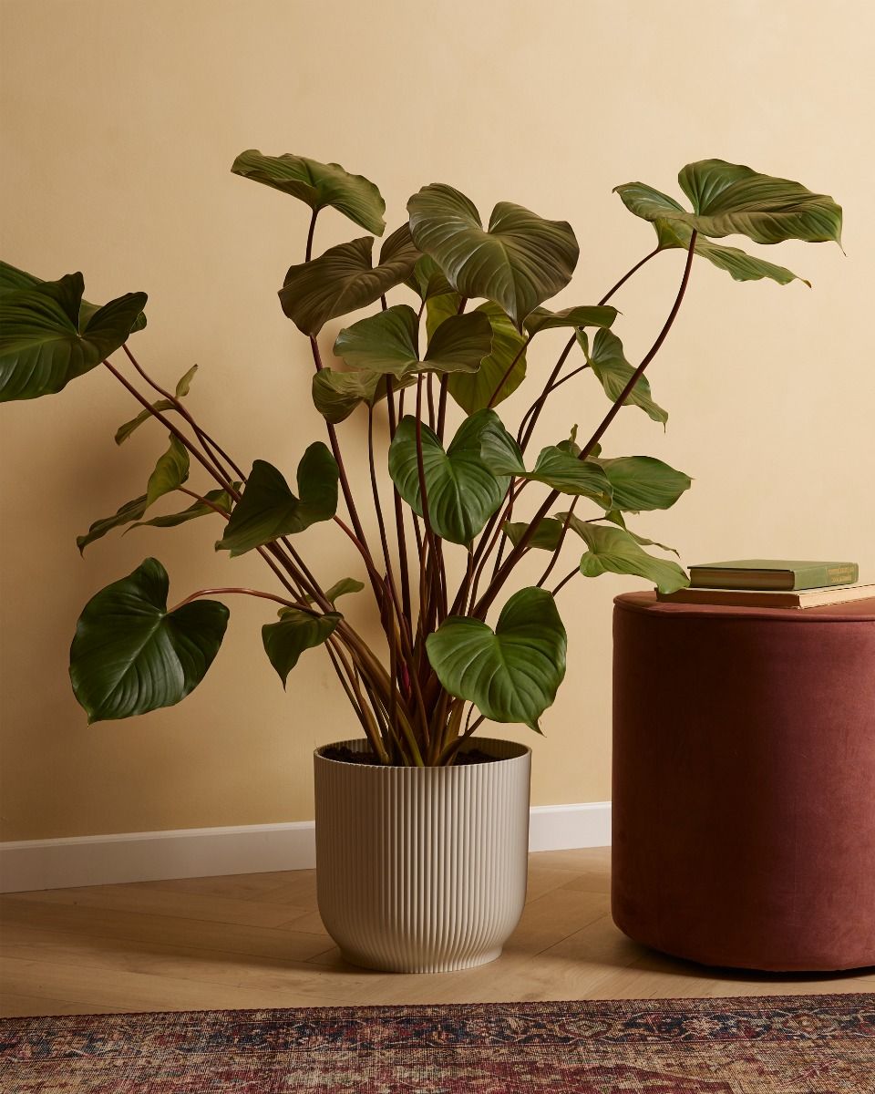 Homalomena Rubescens Maggy