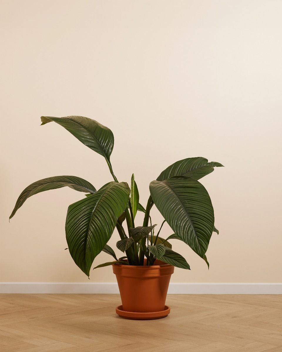 Spathiphyllum Fleur de lune Sensation