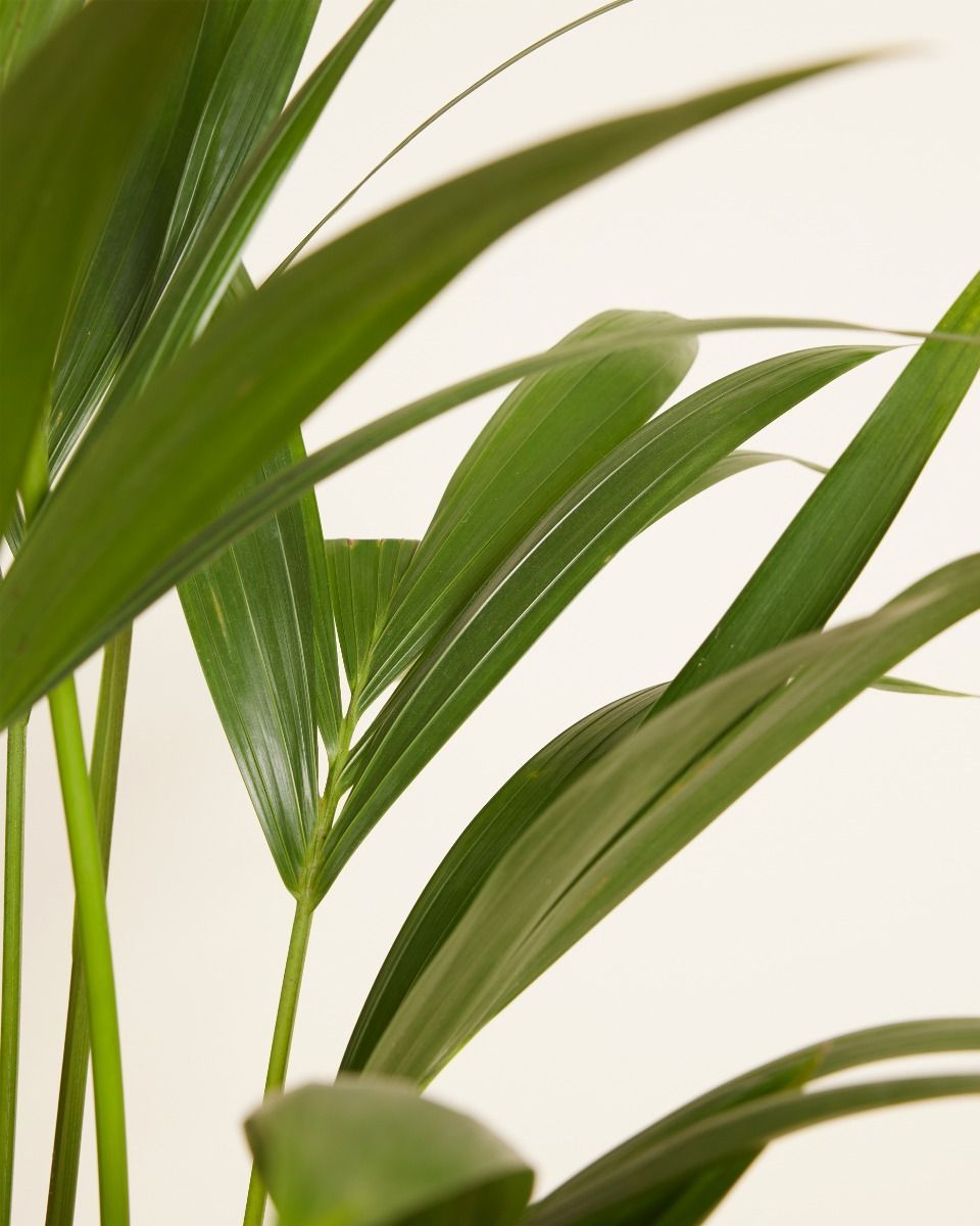 Palm Howea Fosteriana Kentia