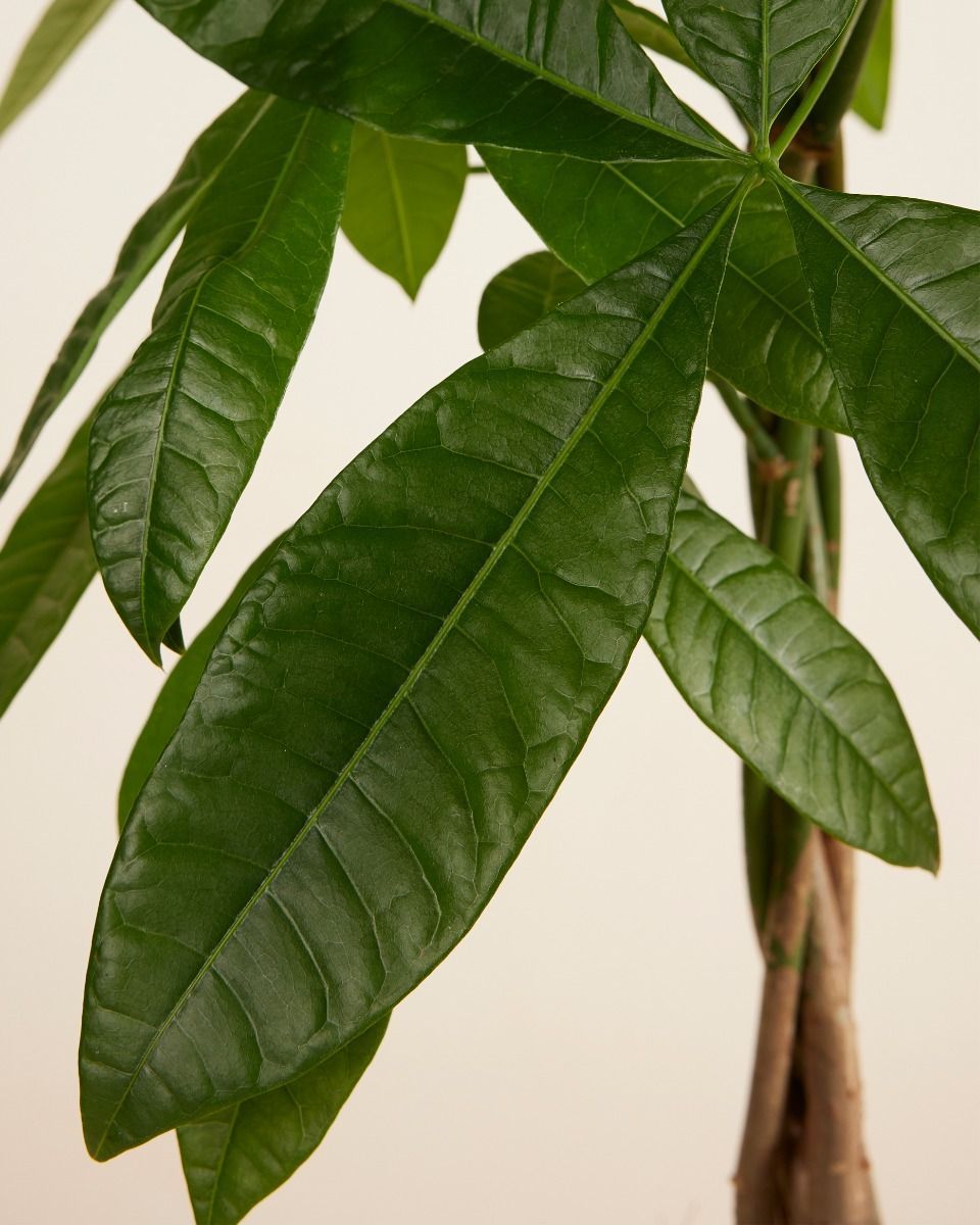Pachira Money tree Aquatica