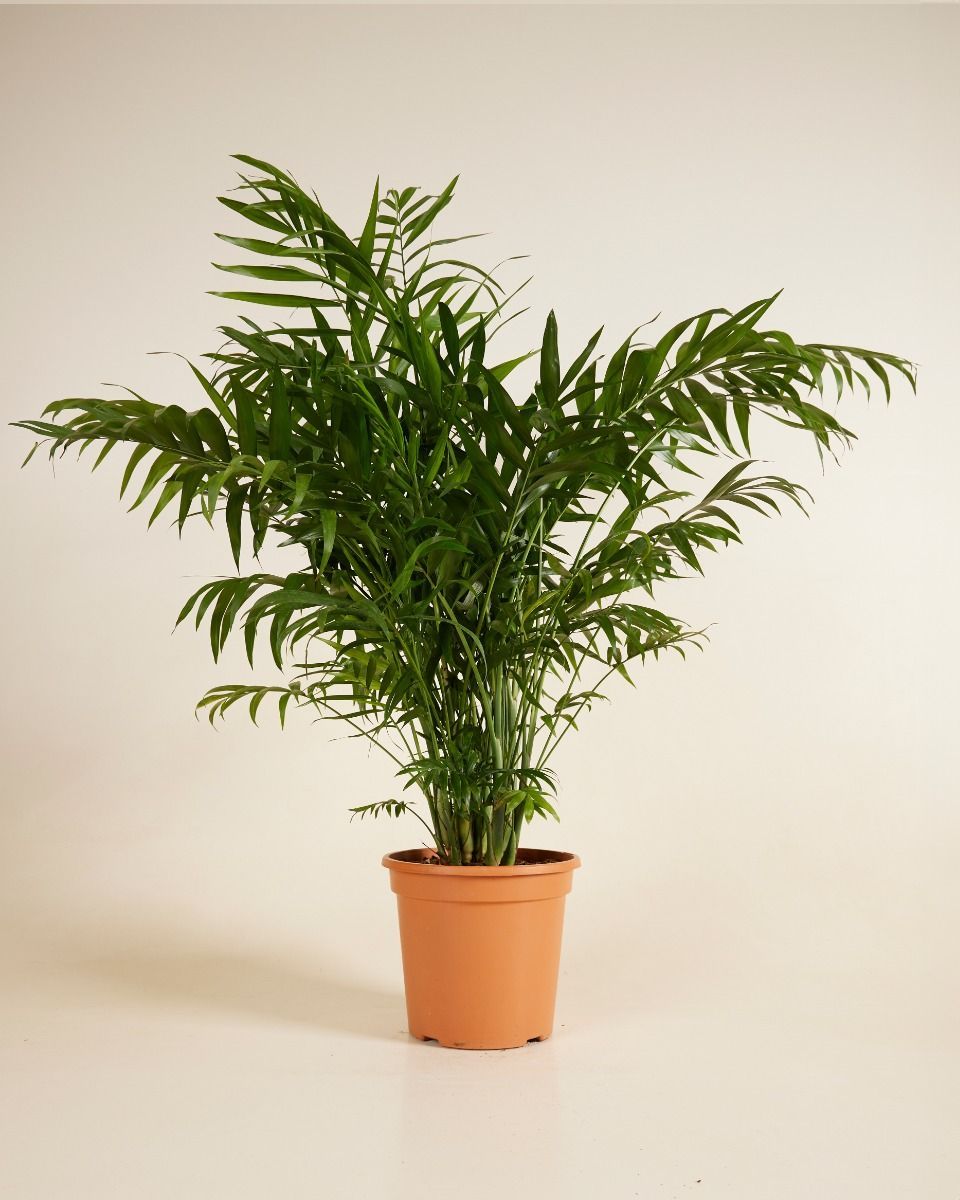 Chamaedorea Parlour Palm Elegans