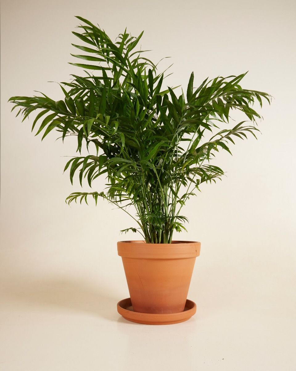 Chamaedorea Parlour Palm Elegans