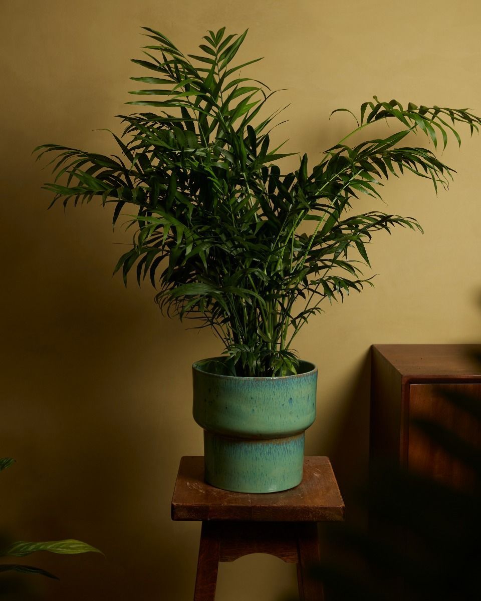 Chamaedorea Parlour Palm Elegans