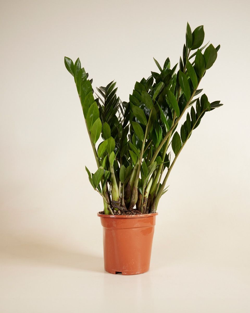 Zamioculcas ZZ Plant Zamiifolia
