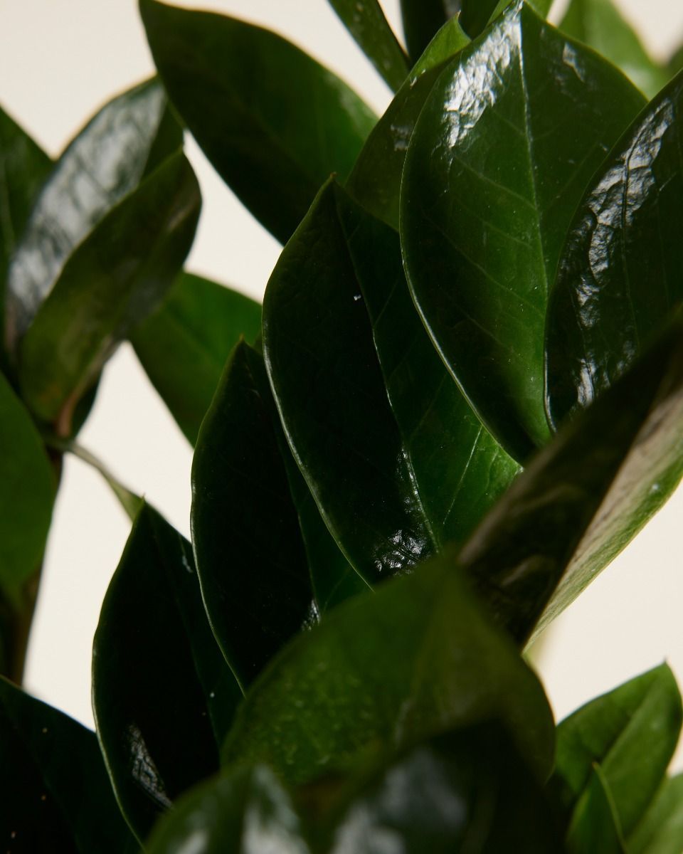 Zamioculcas ZZ-plant Zamiifolia