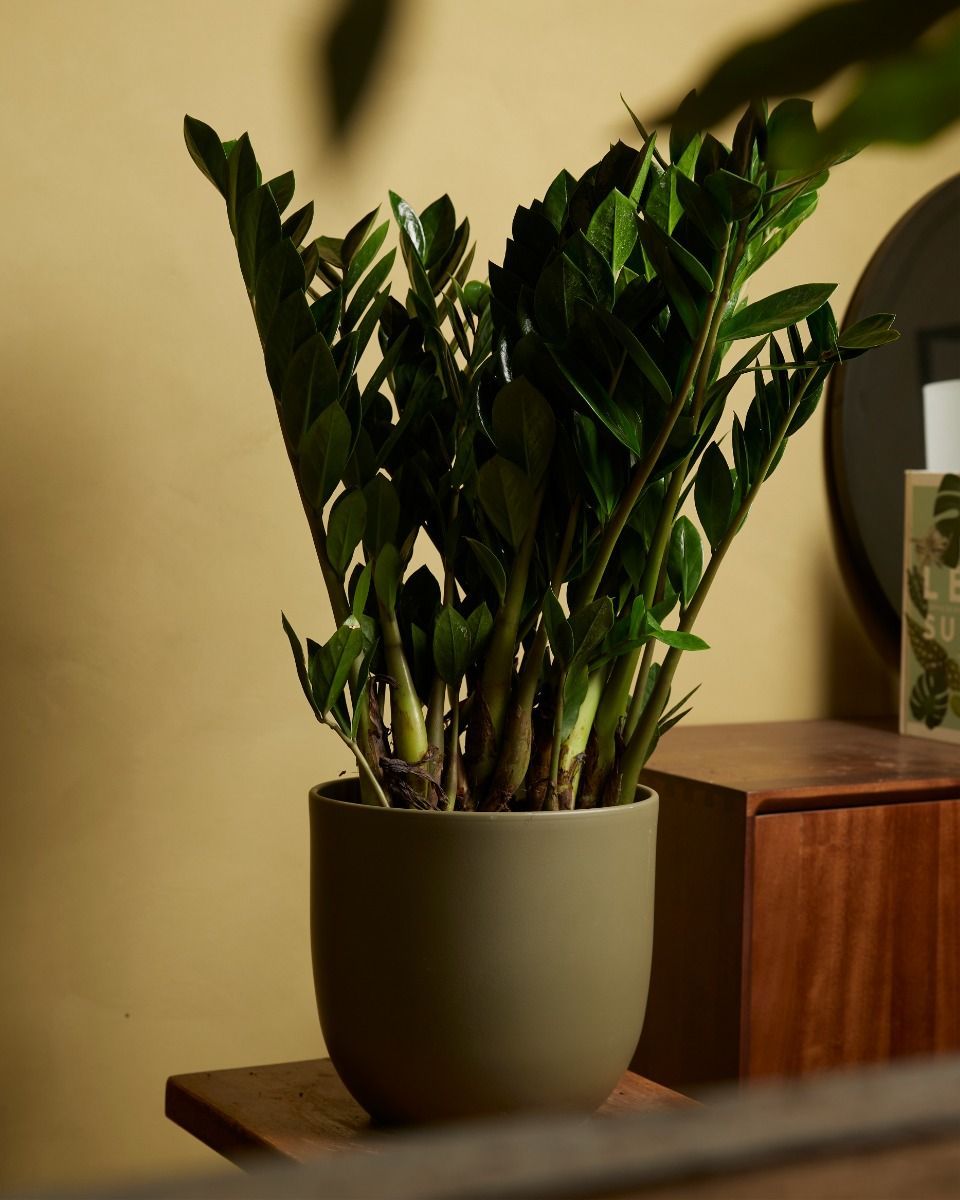 Zamioculcas ZZ-plant Zamiifolia