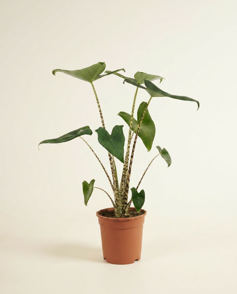 Alocasia Elephant ears Zebrina