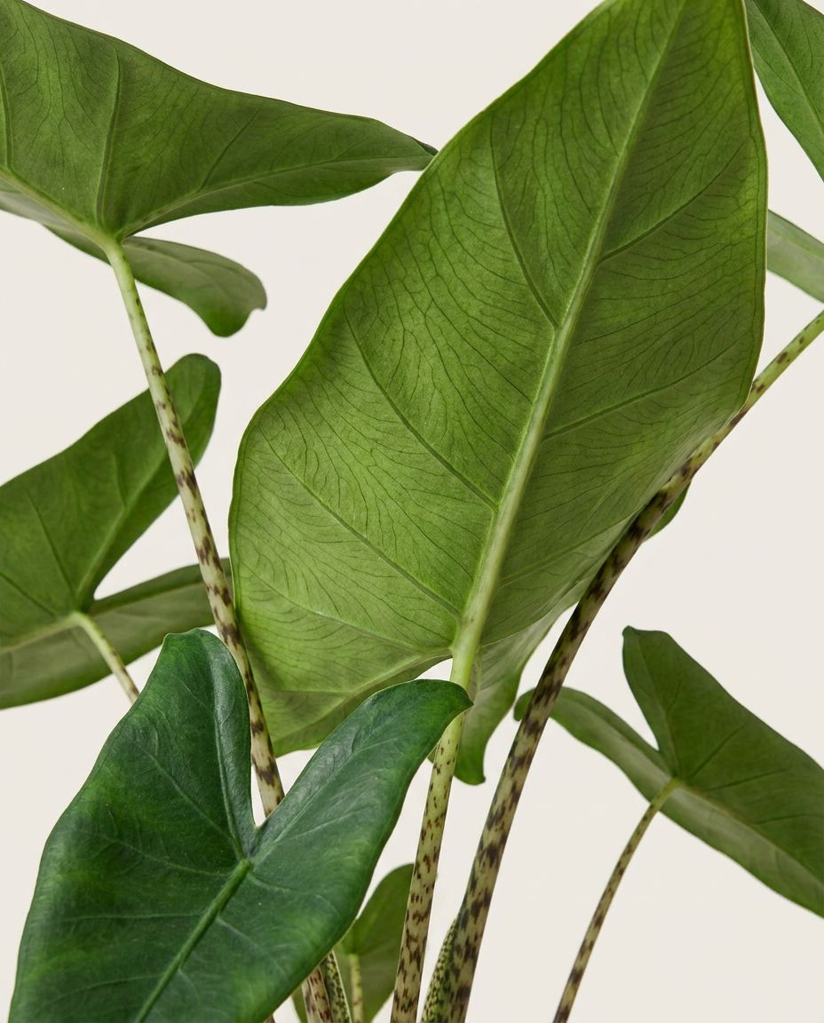 Alocasia Orecchie di elefante Zebrina