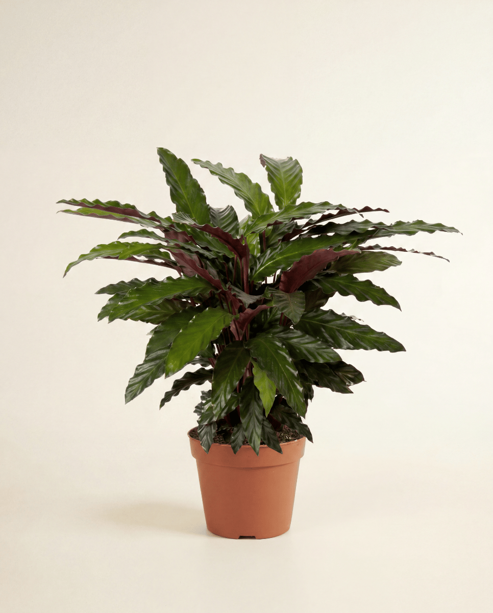 Calathea Prayer plant Wavestar