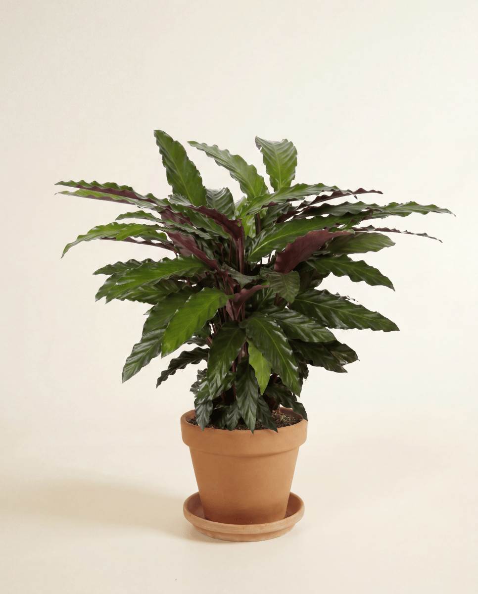Calathea Calathea Wavestar