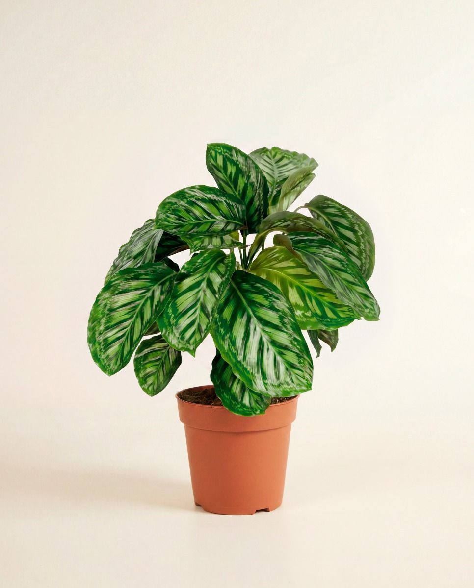 Calathea Prayer plant Flamestar