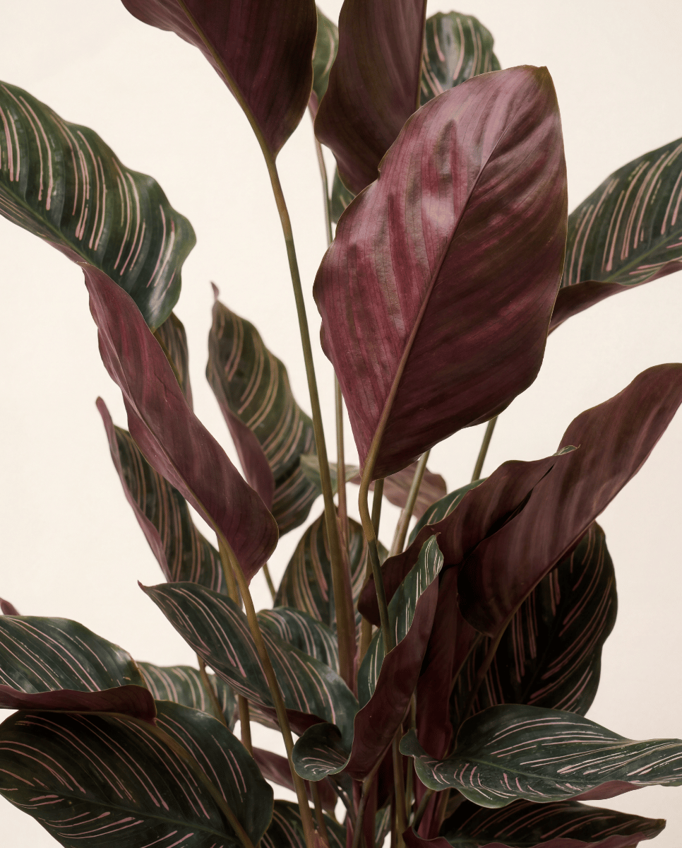 Calathea Pianta della preghiera Ornata