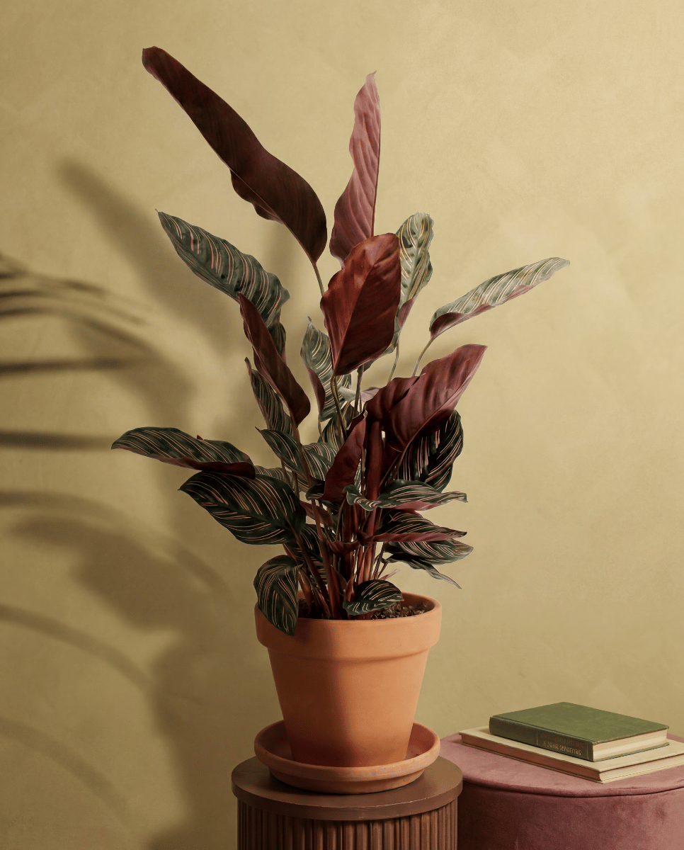 Calathea Pianta della preghiera Ornata