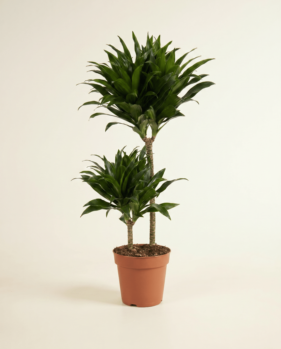 Dracaena Dragon tree Compacta
