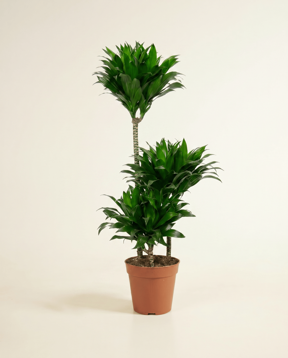 Dracaena Dracena Compacta