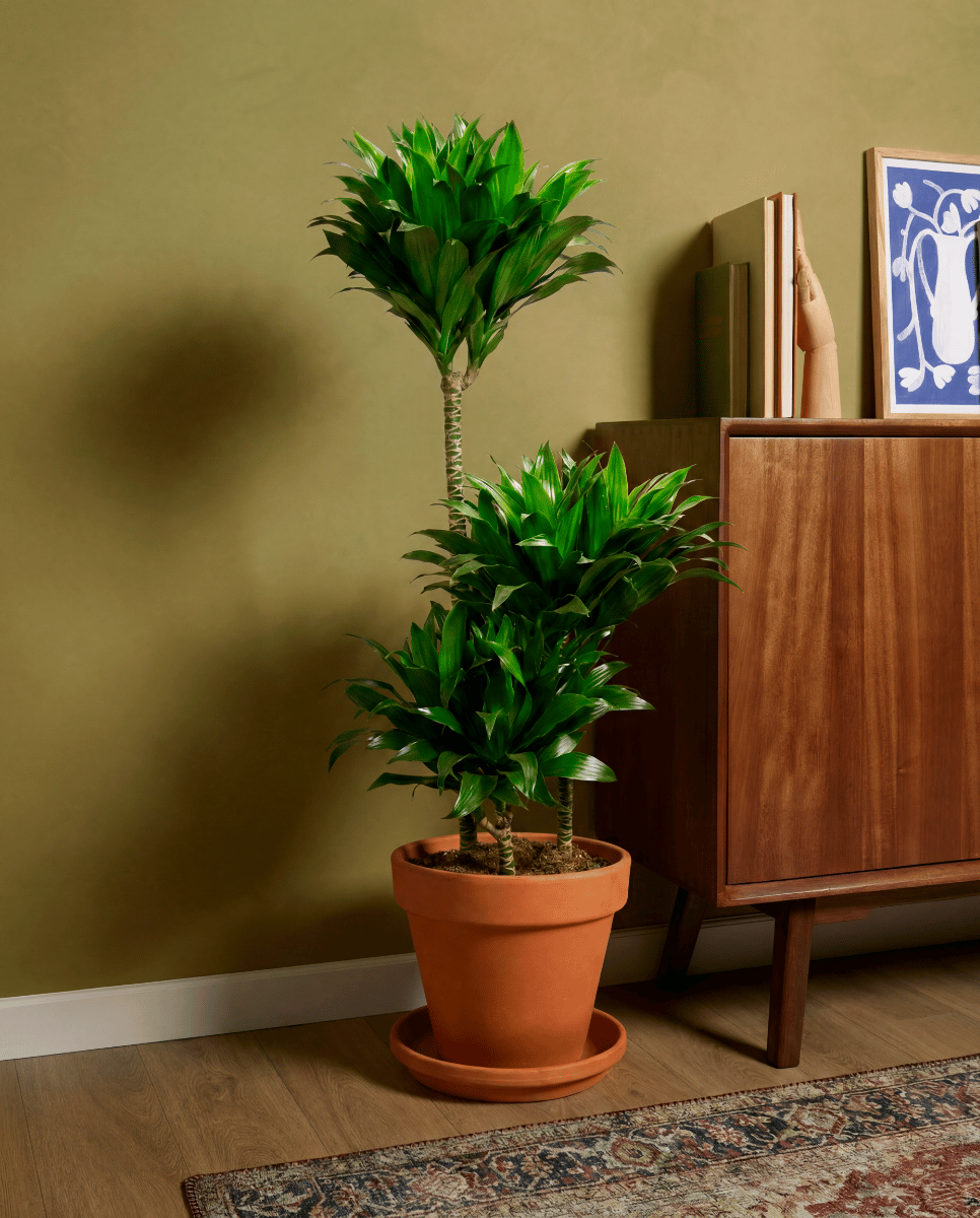 Dracaena Drachenbäume Compacta