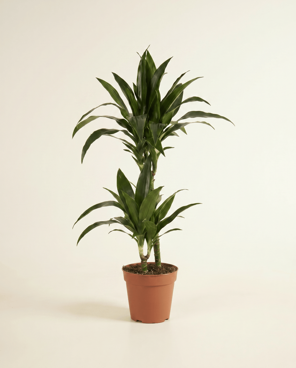 Dracaena Dragon tree Janet Craig