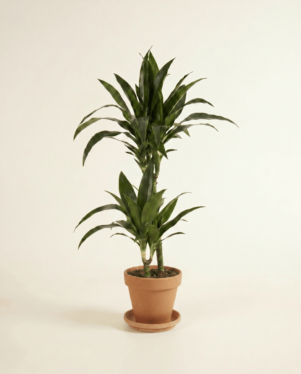Dracaena Árbol del dragón Janet Craig