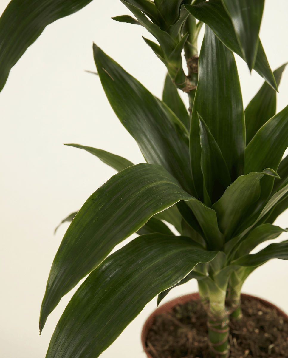 Dracaena Árbol del dragón Janet Craig