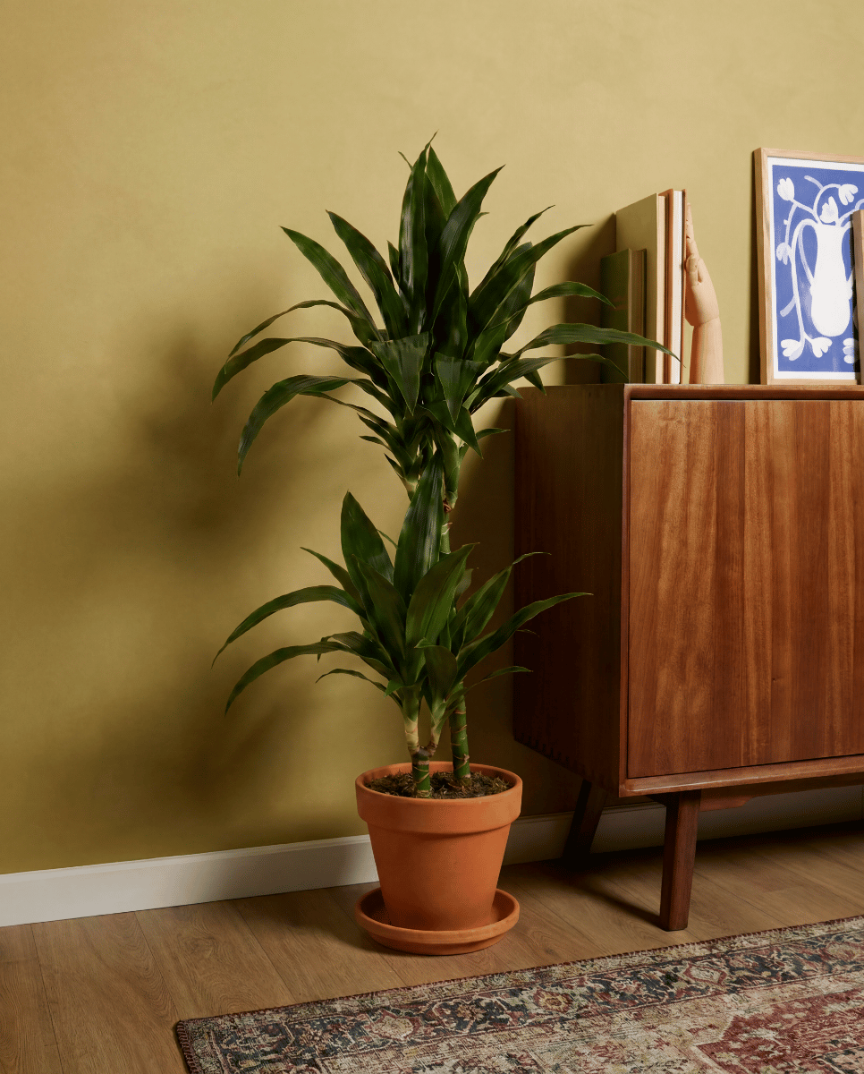 Dracaena Árbol del dragón Janet Craig