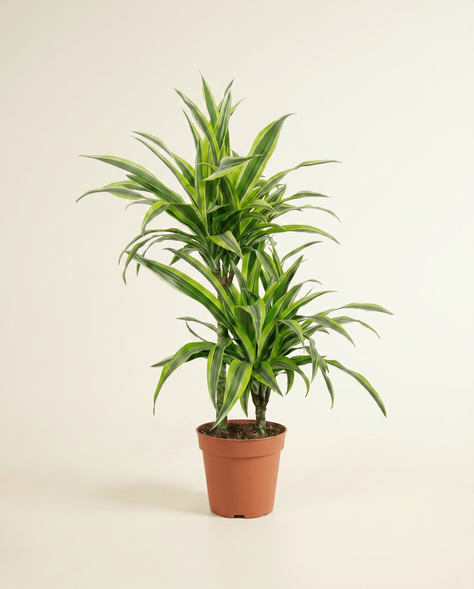 Dracaena Dracena Lemon Lime