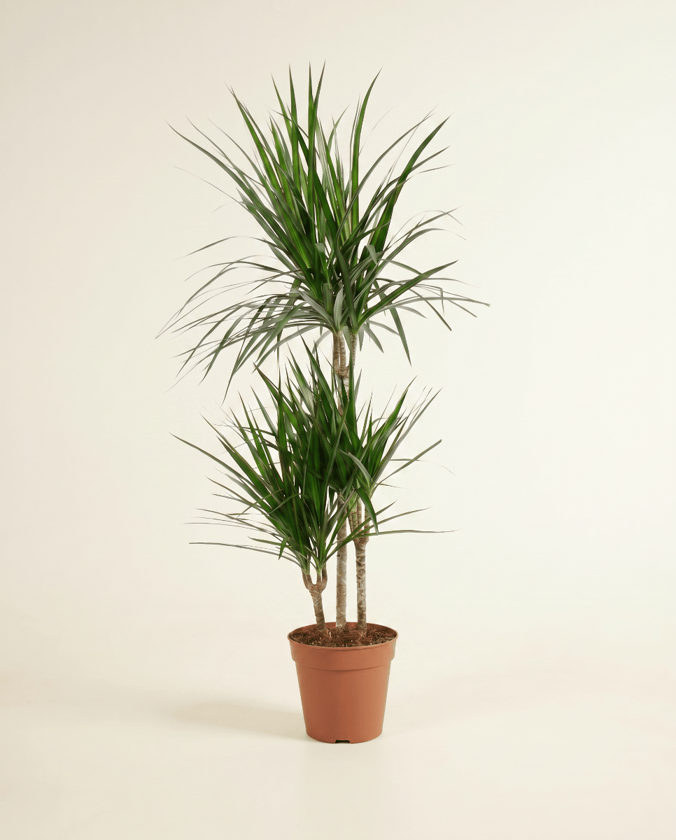Dracaena Dragon tree Marginata