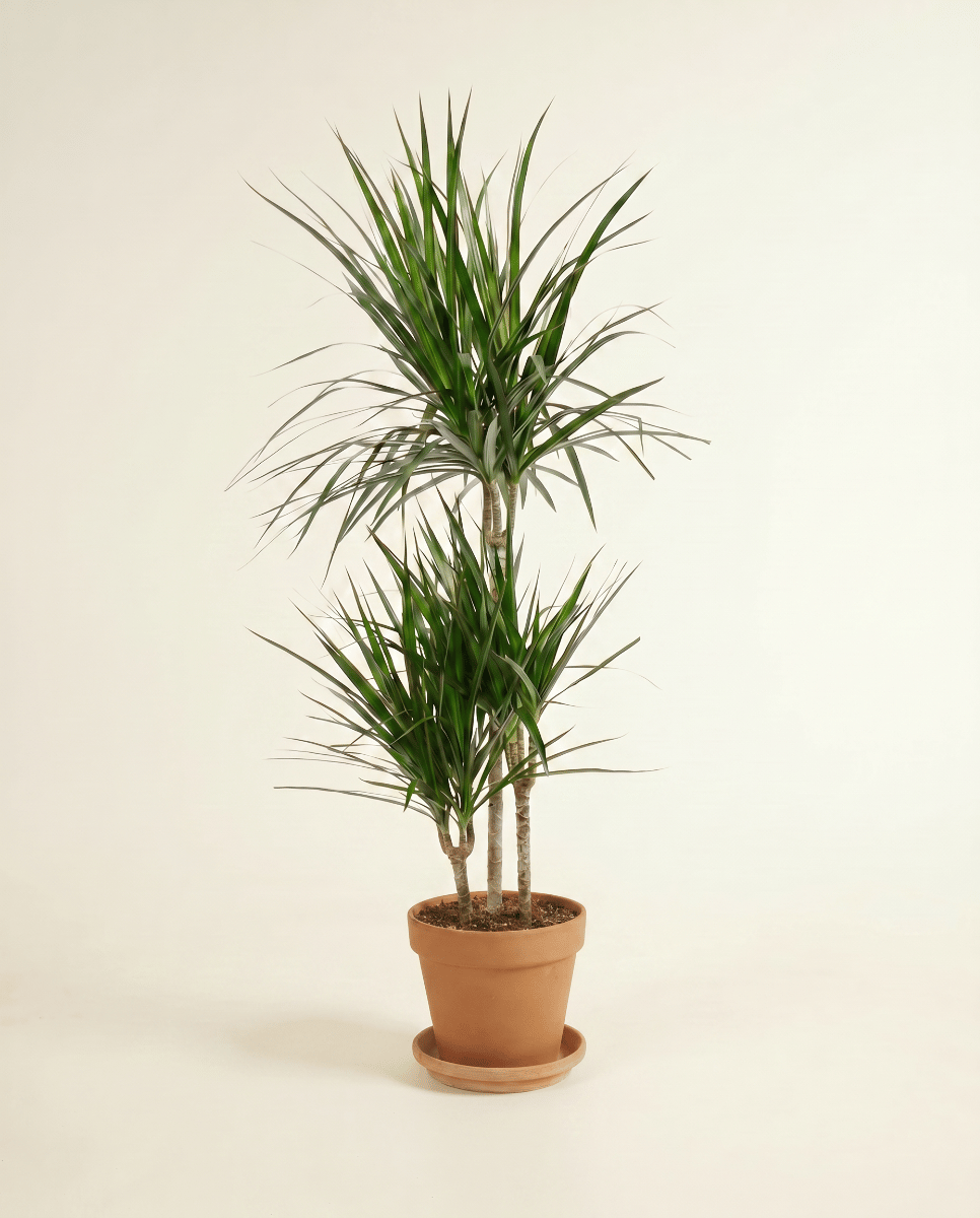 Dracaena Arbre dragon Marginata