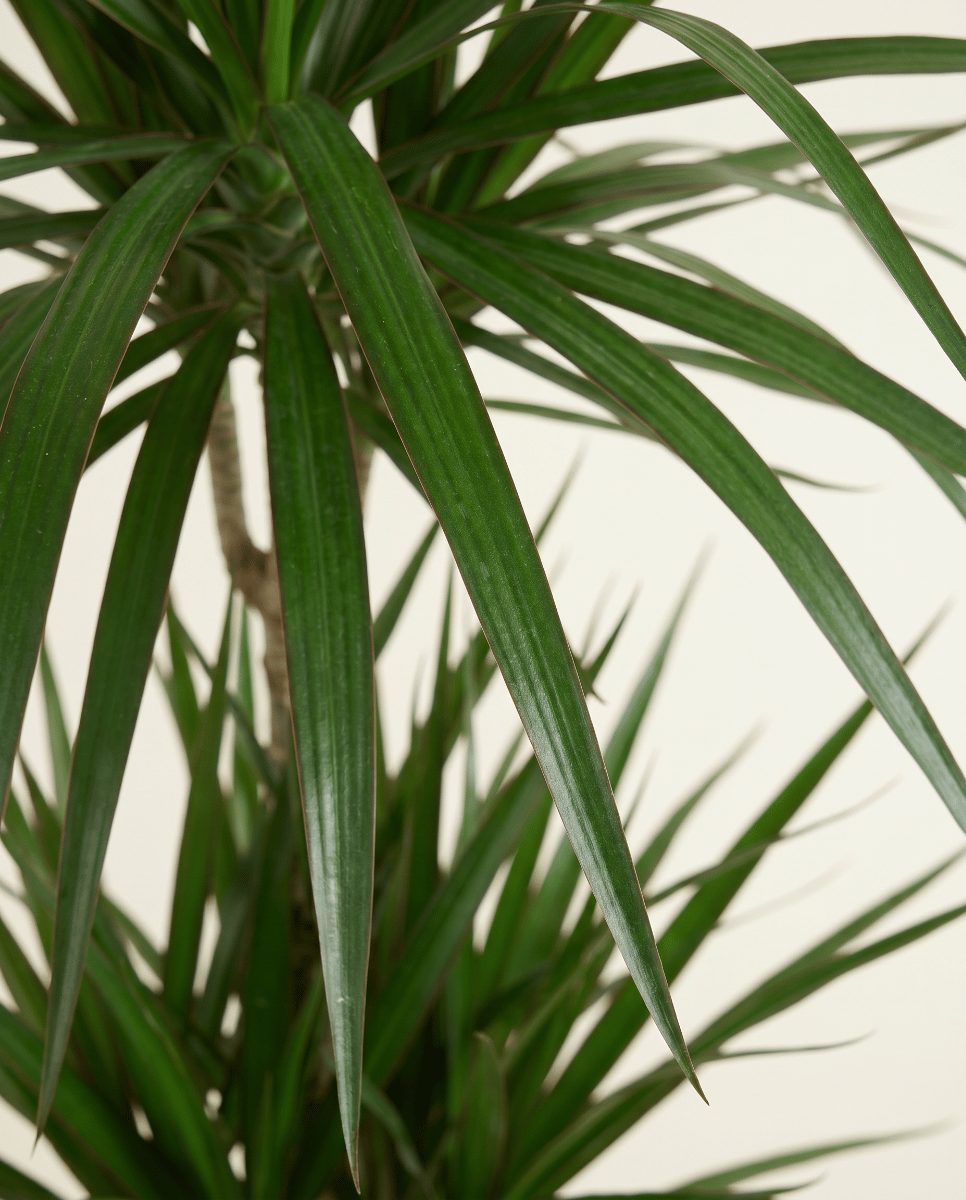 Dracaena Arbre dragon Marginata