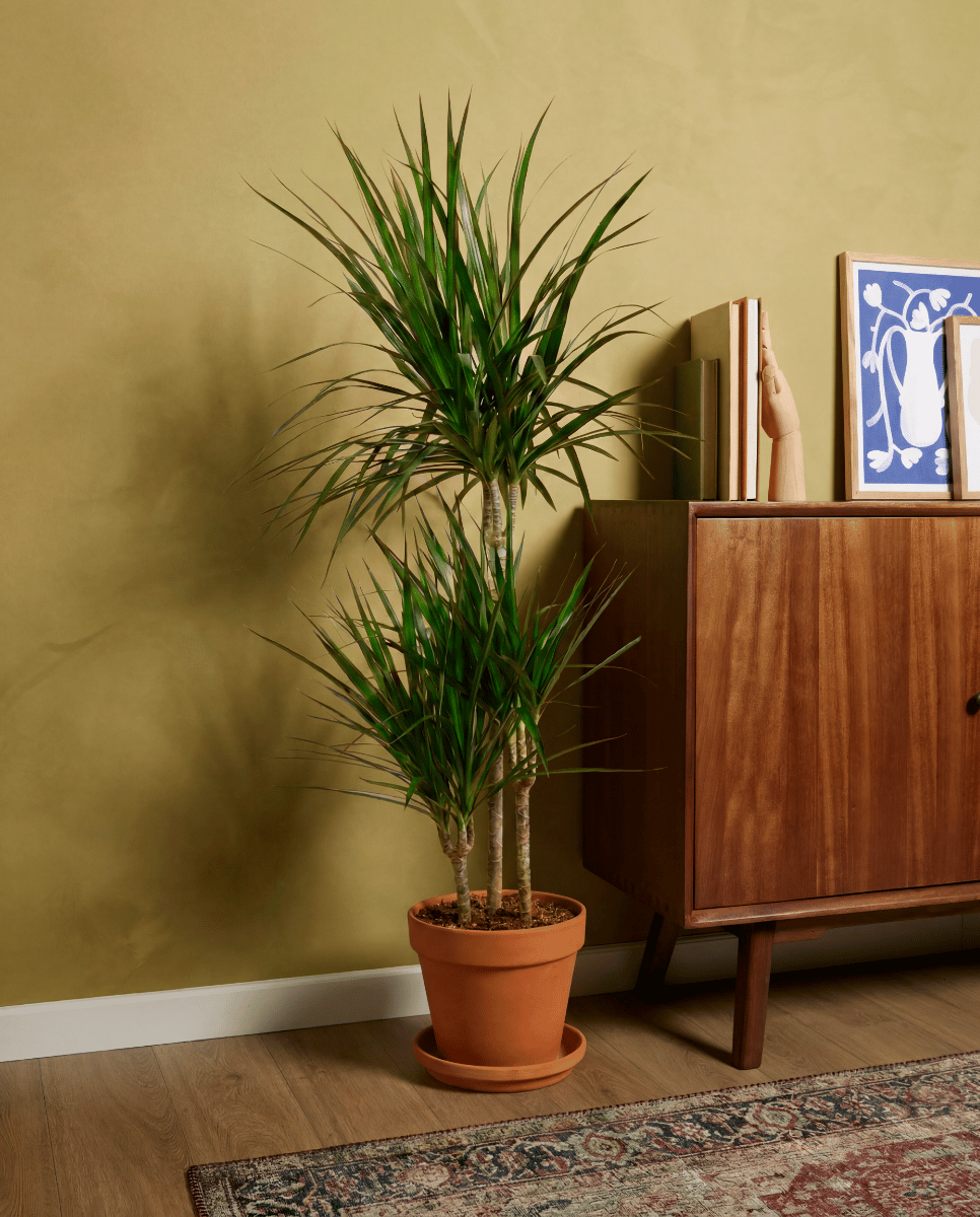 Dracaena Arbre dragon Marginata