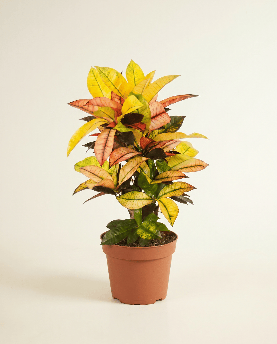Codiaeum Croton Variegatum Iceton