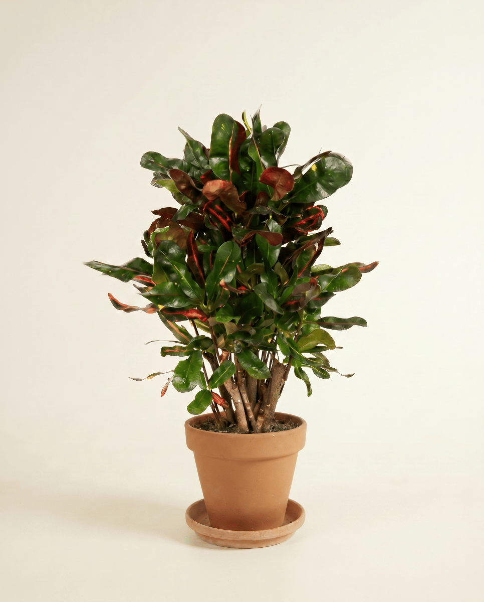 Codiaeum Croton Variegatum Mammi