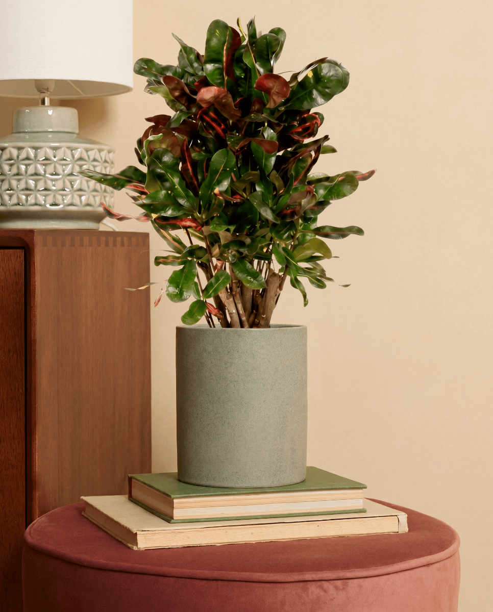 Codiaeum Croton Variegatum Mammi
