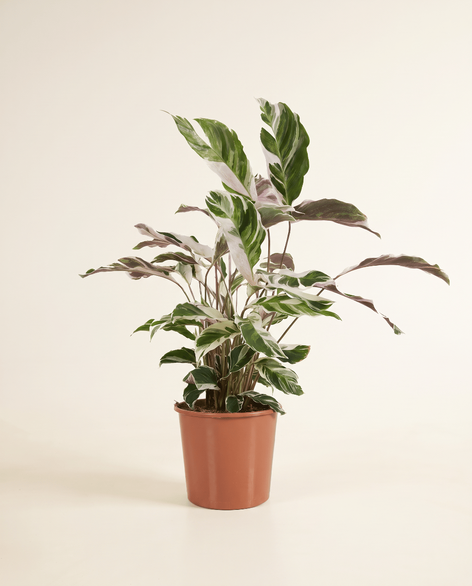 Calathea Prayer plant Stella