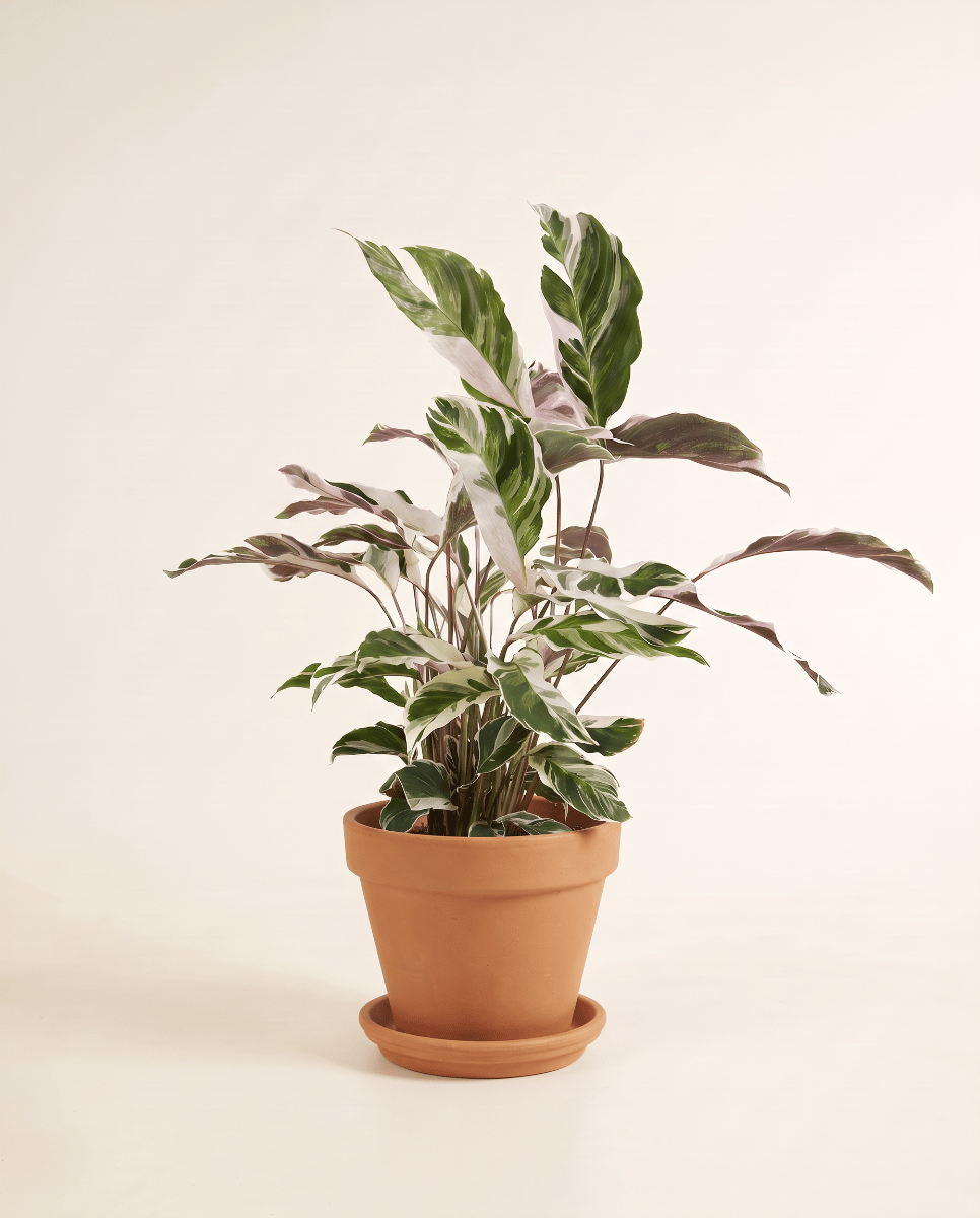 Calathea Korbmarante Stella