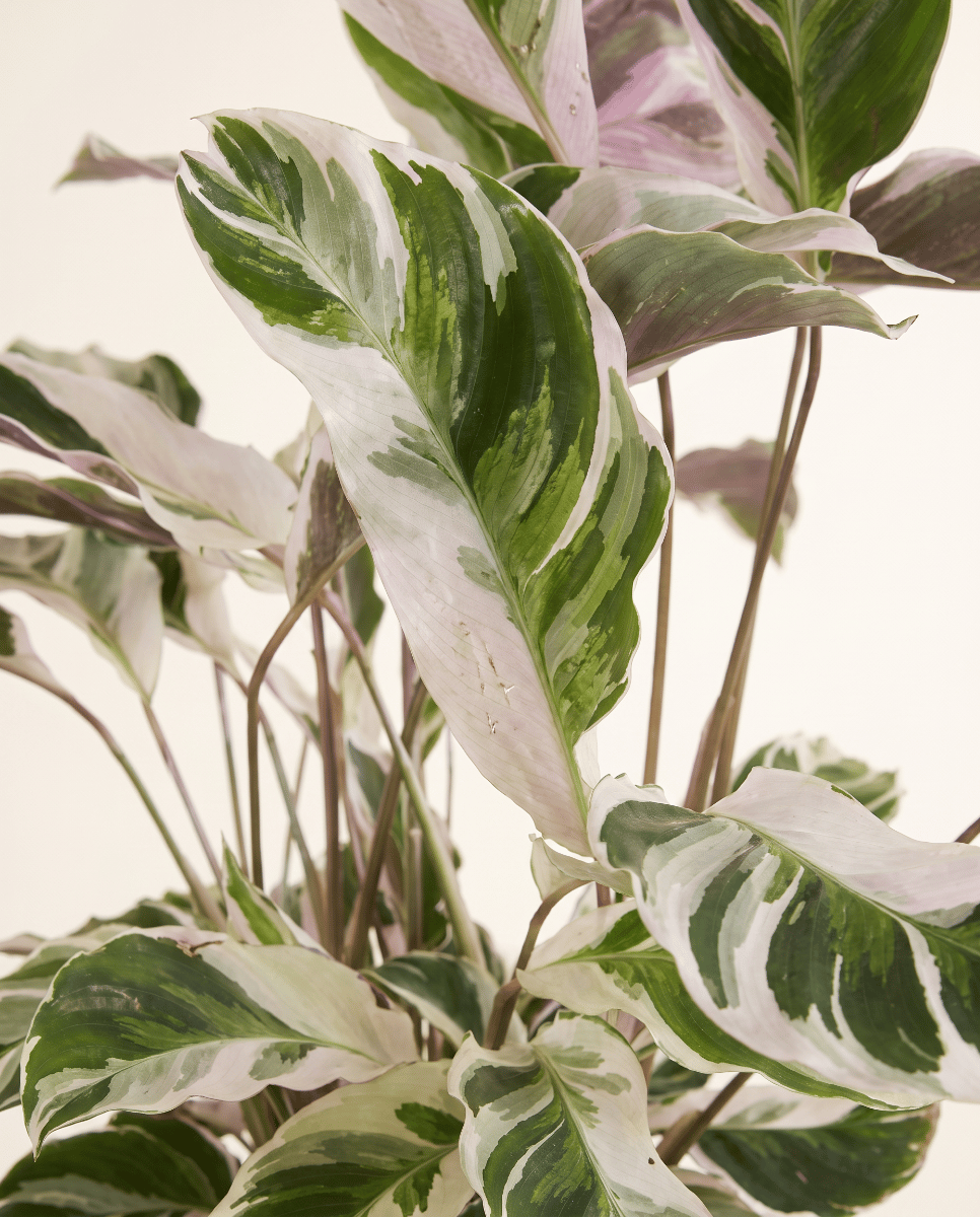 Calathea Korbmarante Stella