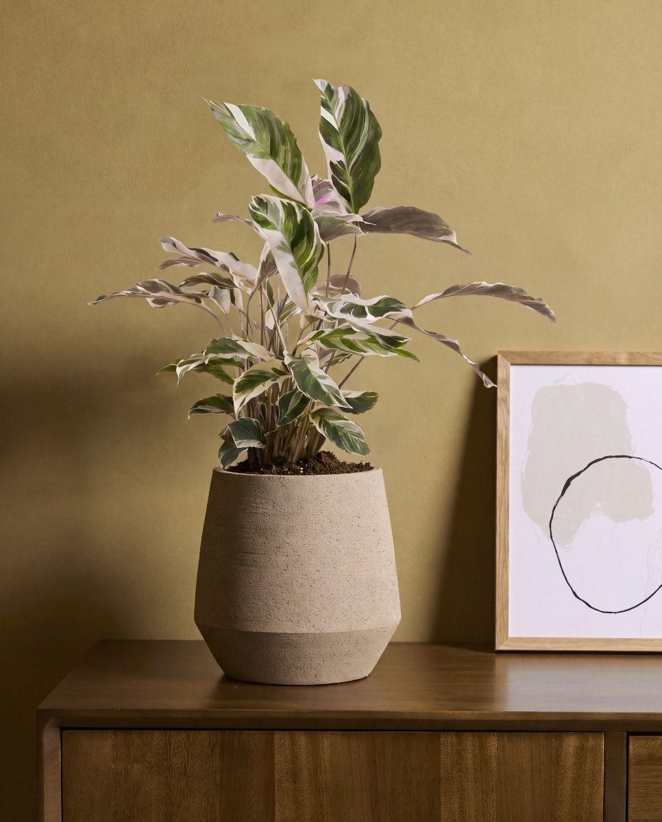 Calathea Korbmarante Stella