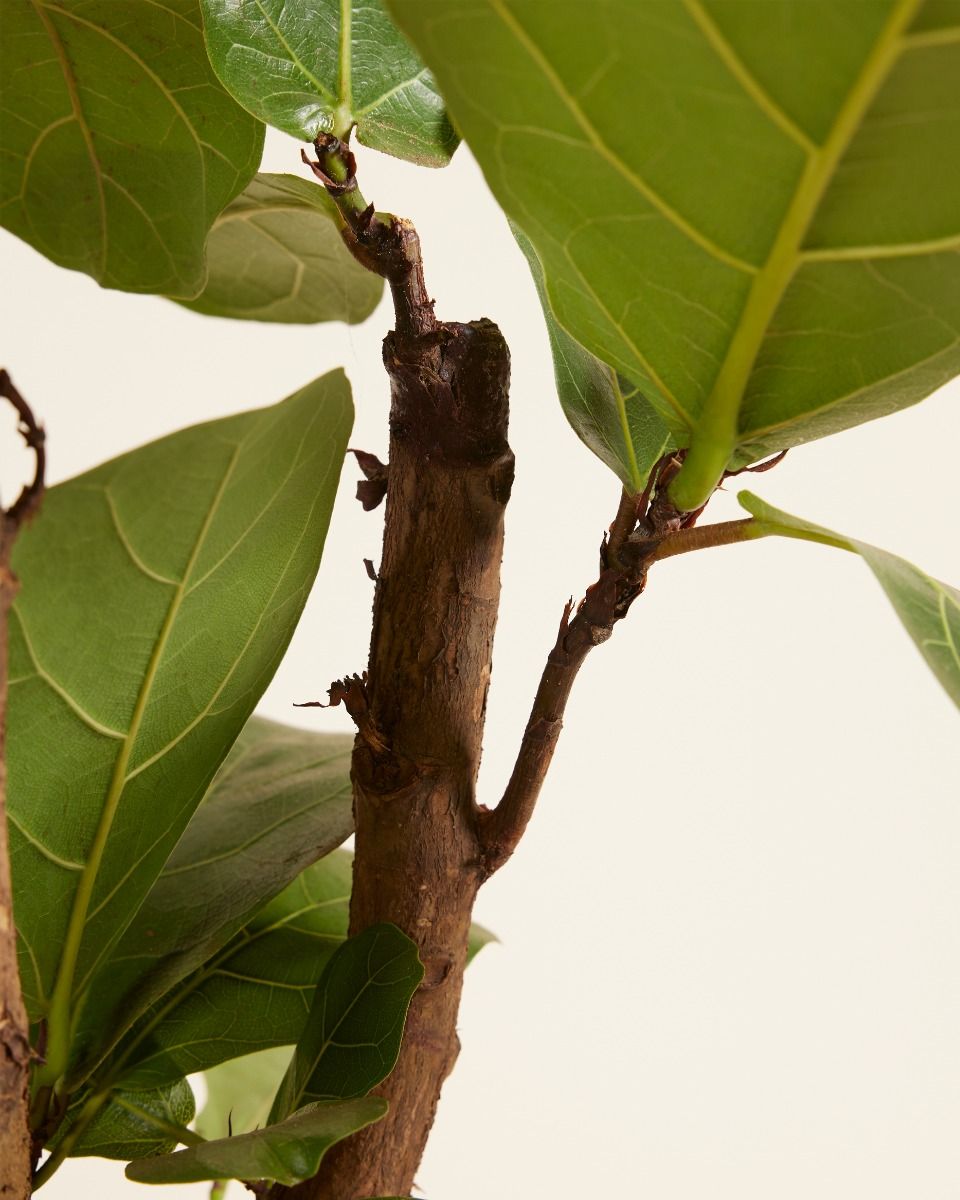 Ficus Rubberboom Lyrata Branched