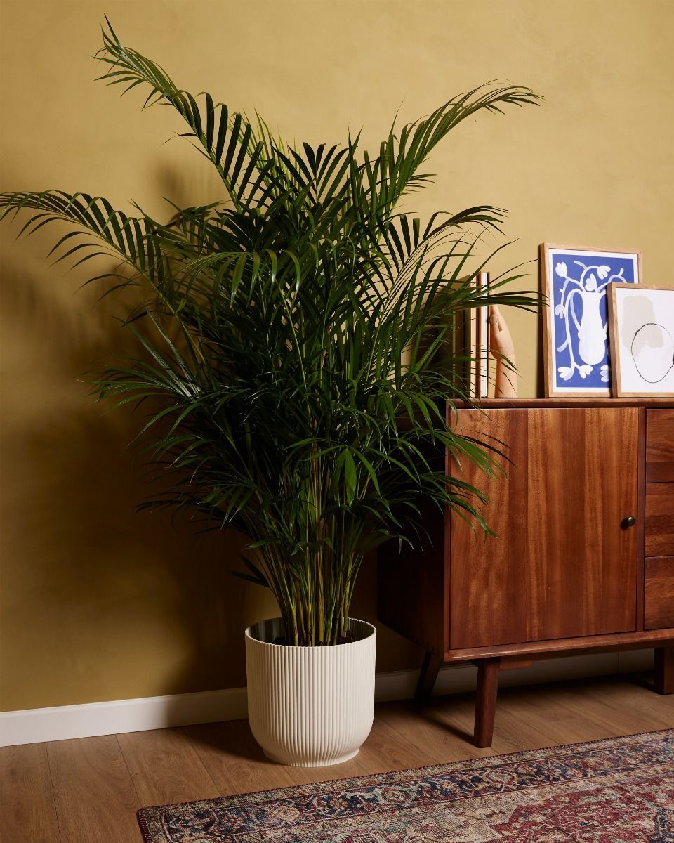 Dypsis Palma di Areca Lutescens
