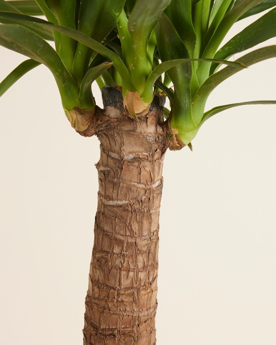 Elephantipes Palmlelie Yucca