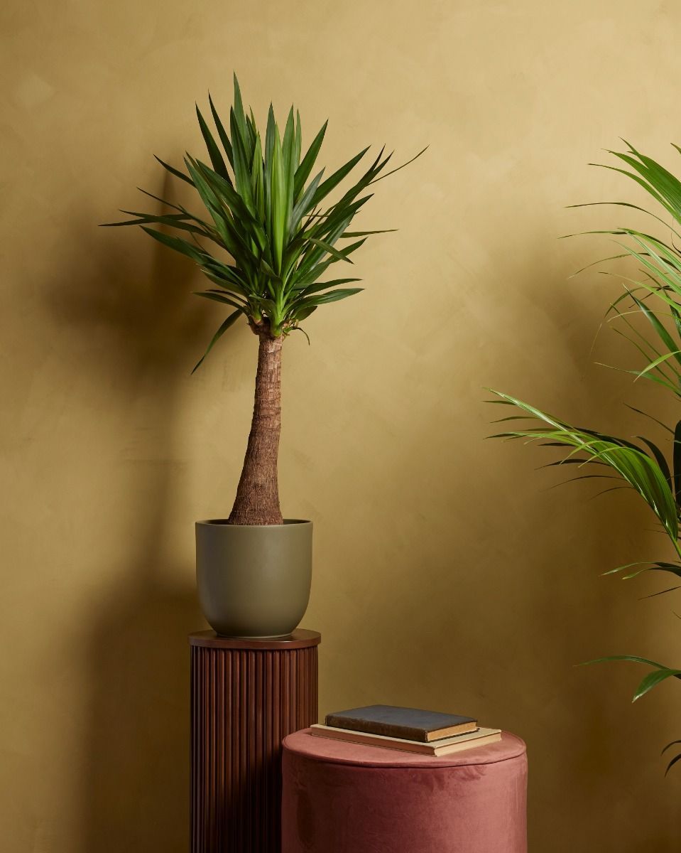 Elephantipes Palmlelie Yucca