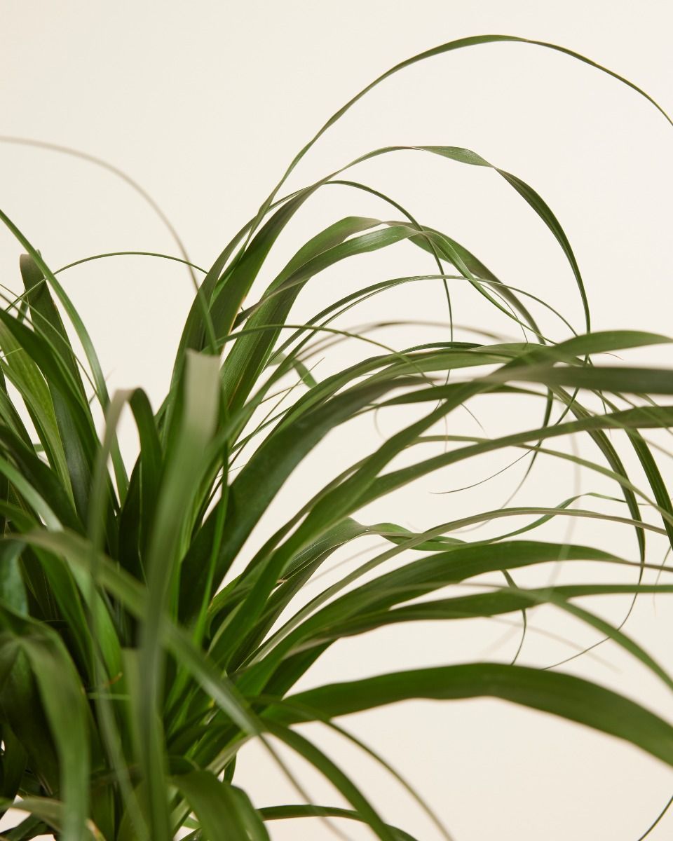 Beaucarnea Olifantpoot Recurvata