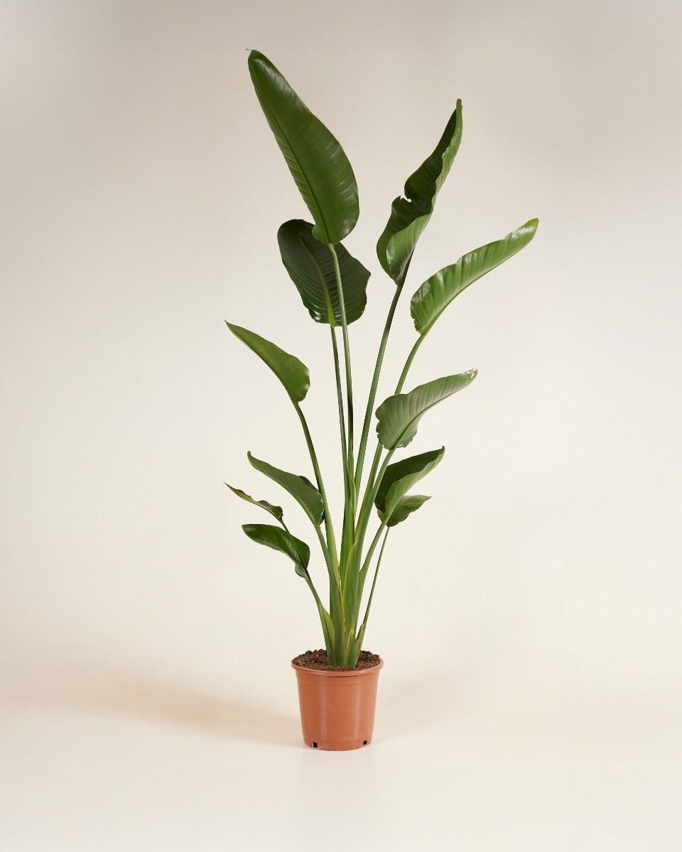 Strelitzia Nicolai Paradiesvogelblume Paradiesvogelblume
