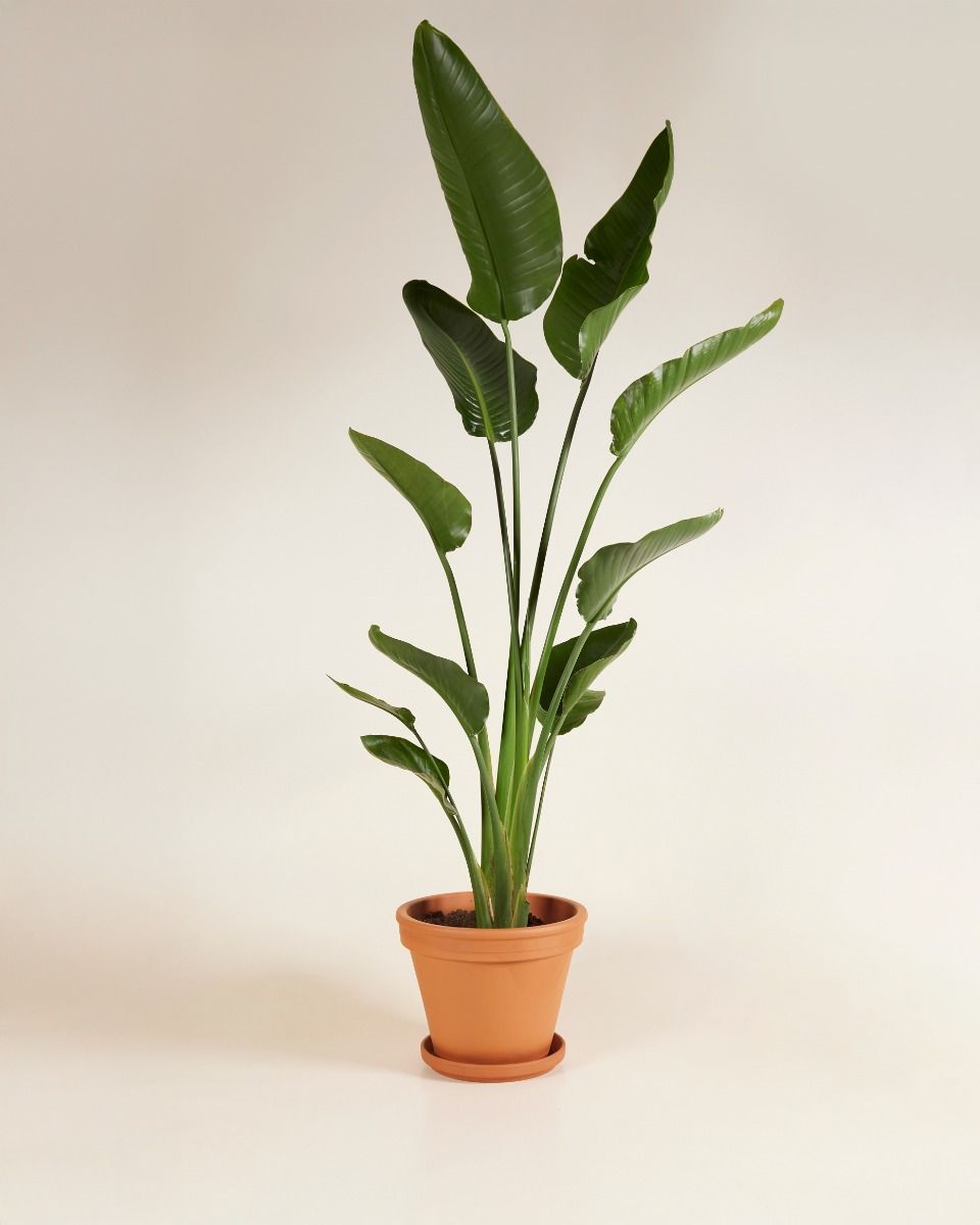 Strelitzia Nicolai Paradiesvogelblume Paradiesvogelblume