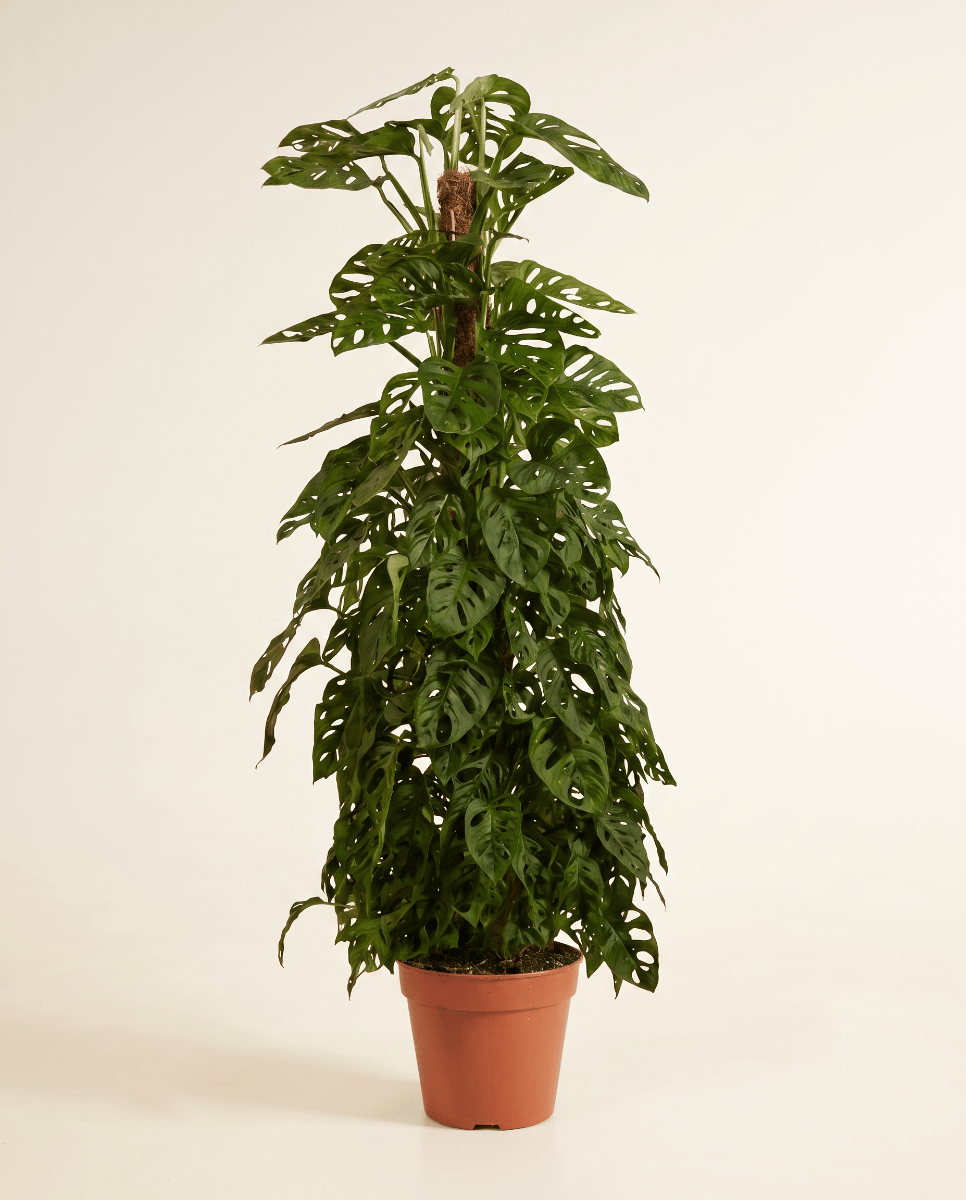 Monstera Adansonii Plante-gruyère Monkey Mask